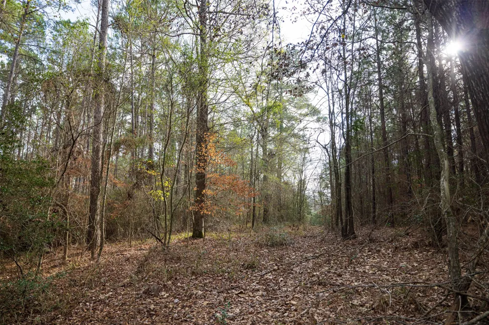 County Road 1247 Center, TX 75935