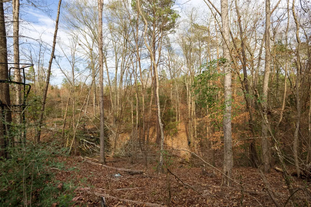 County Road 1247 Center, TX 75935