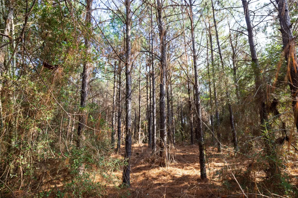 County Road 1245 Center, TX 75935