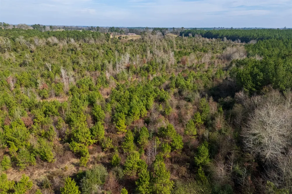 County Road 1245 Center, TX 75935