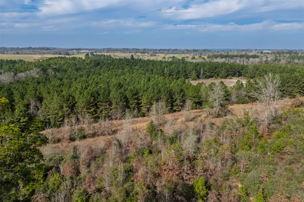 County Road 1245 Center, TX 75935