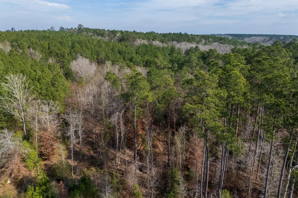 County Road 1245 Center, TX 75935