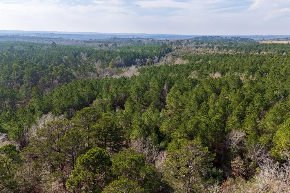 County Road 1245 Center, TX 75935