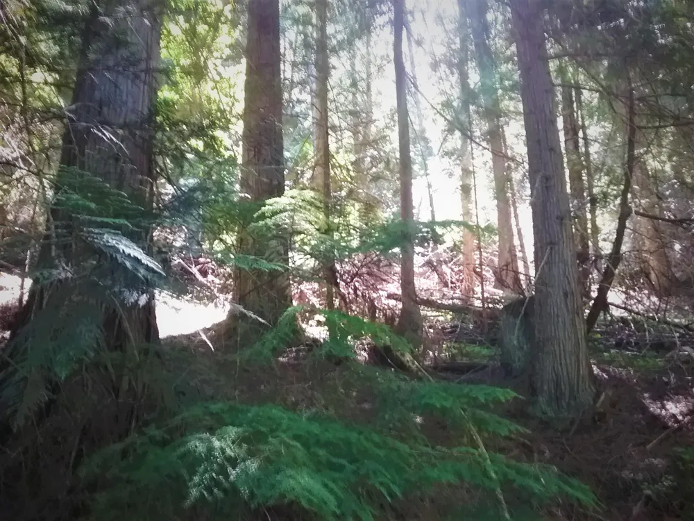 NKA(13 Ac) Upper Twin Lakes S. Shore Rathdrum, ID 83858