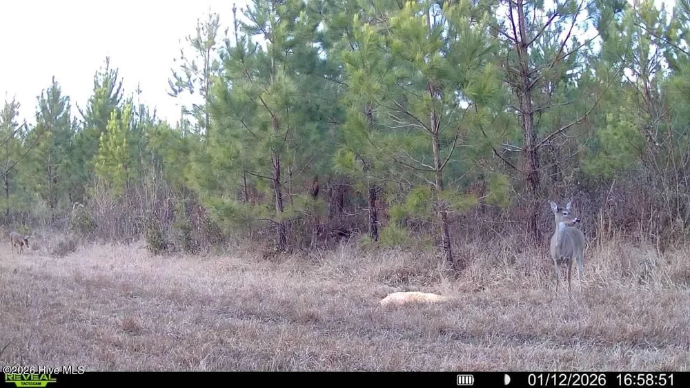 0 White Oak River Road Maysville, NC 28555