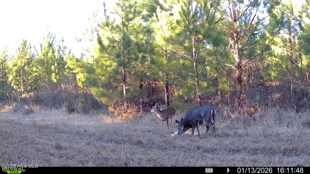 0 White Oak River Road Maysville, NC 28555