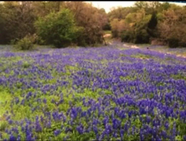 1803 Doe Run Drive Waelder, TX 78959