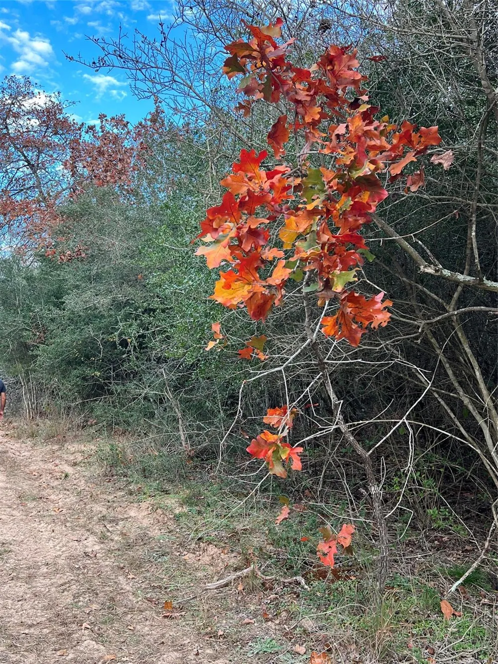 1803 Doe Run Drive Waelder, TX 78959