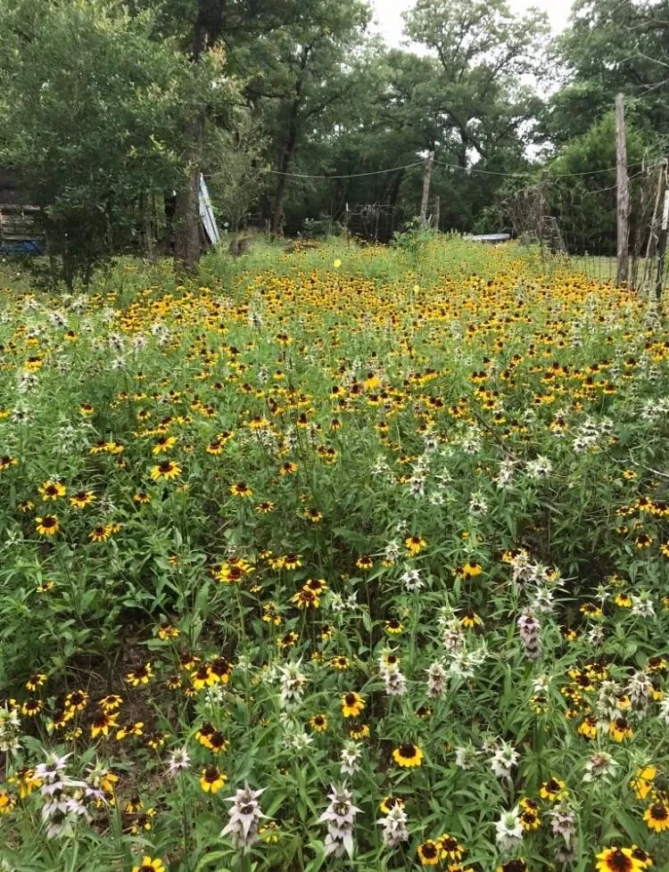 1803 Doe Run Drive Waelder, TX 78959