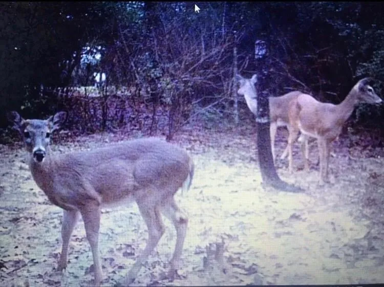 1803 Doe Run Drive Waelder, TX 78959