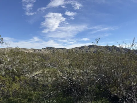 Palo Verde