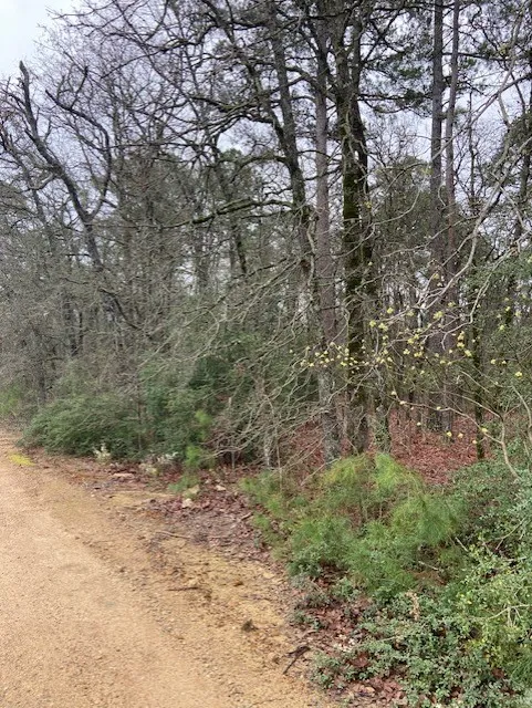 2529 CR 3540 Hawkins, TX 75765