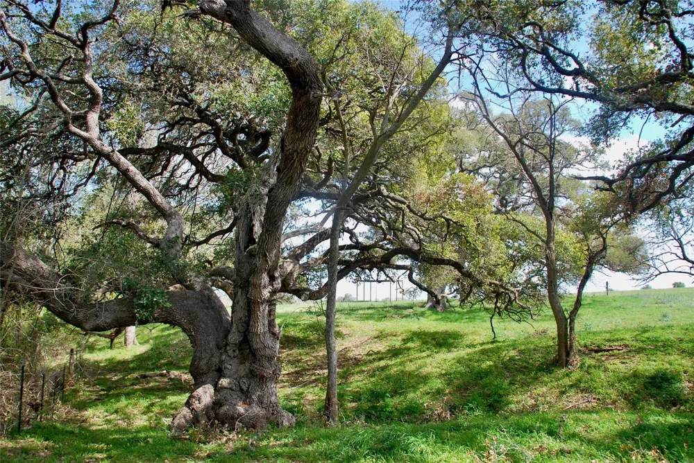 494 County Road 217c Schulenburg, TX 78956