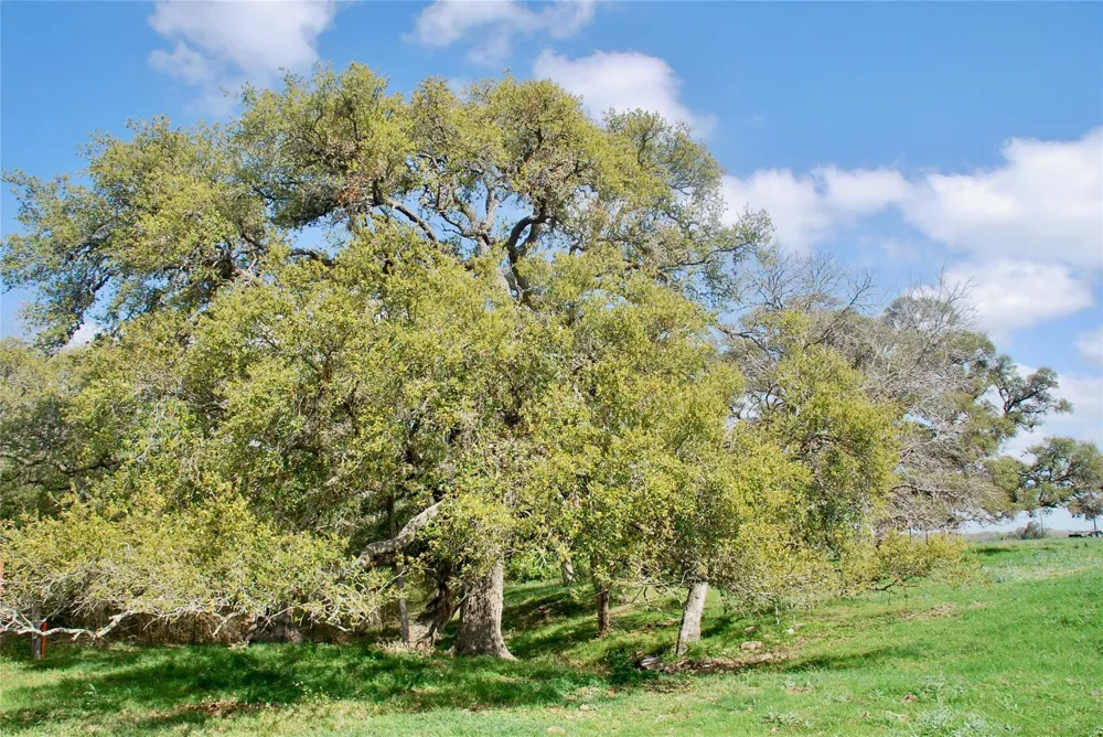 494 County Road 217c Schulenburg, TX 78956