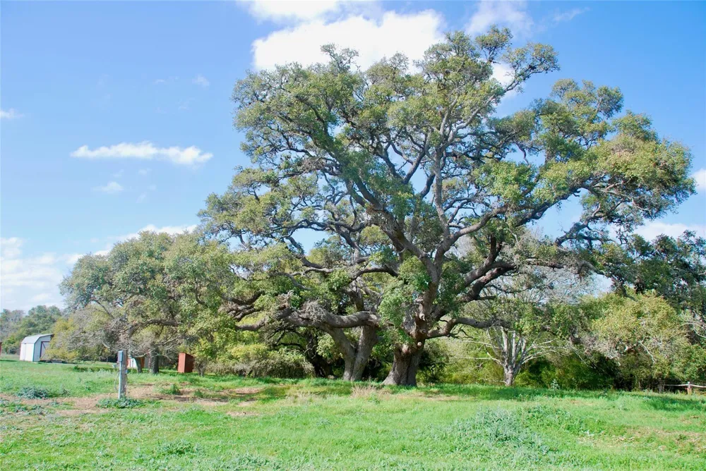 494 County Road 217c Schulenburg, TX 78956