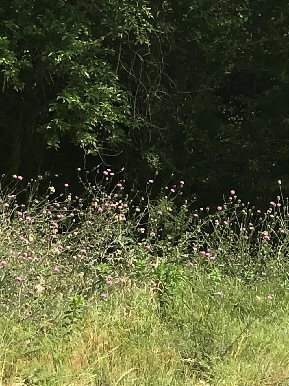 Lot 27 Winding Branch Lane Chappell Hill, TX 77426