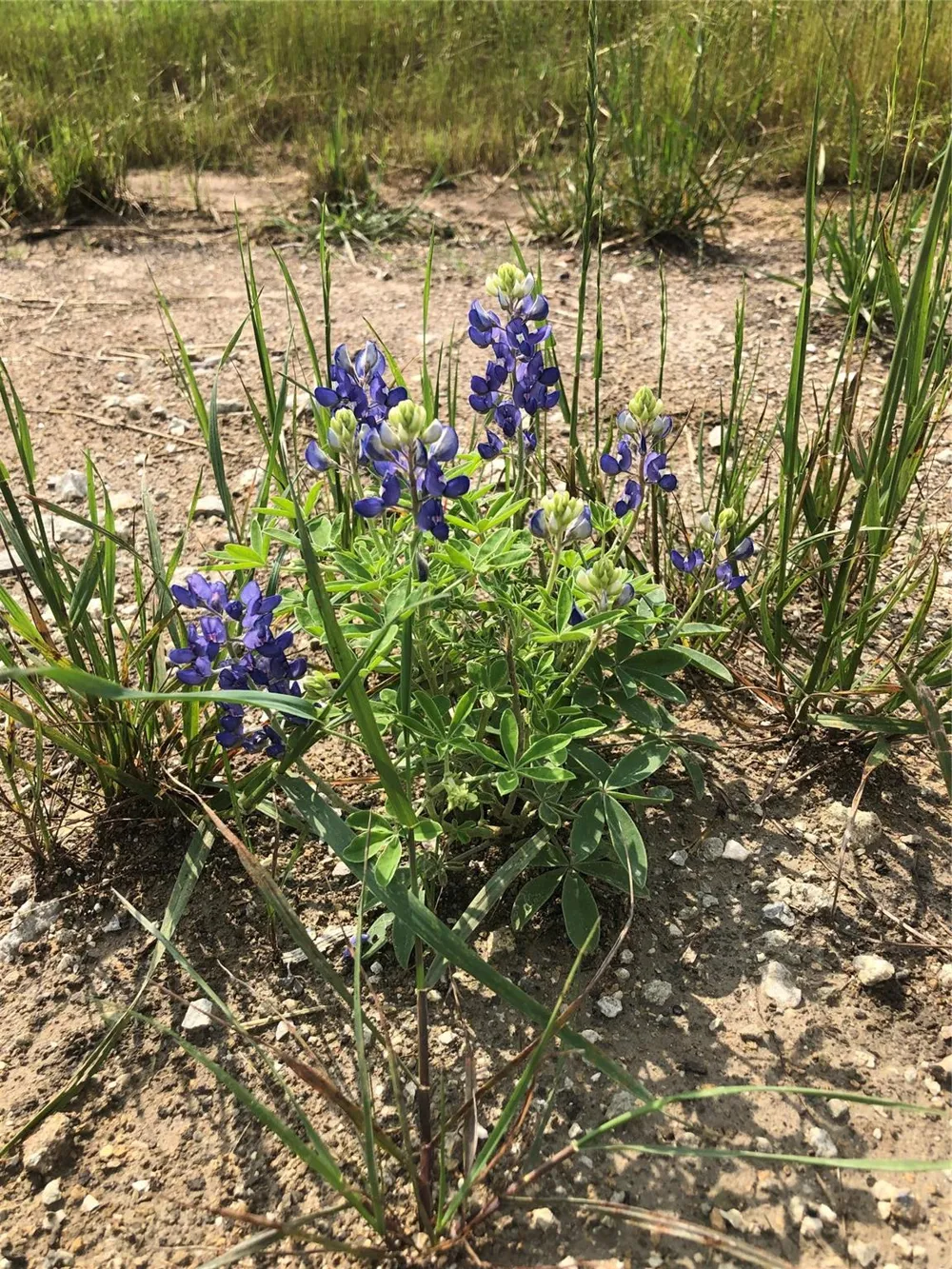Lot 27 Winding Branch Lane Chappell Hill, TX 77426