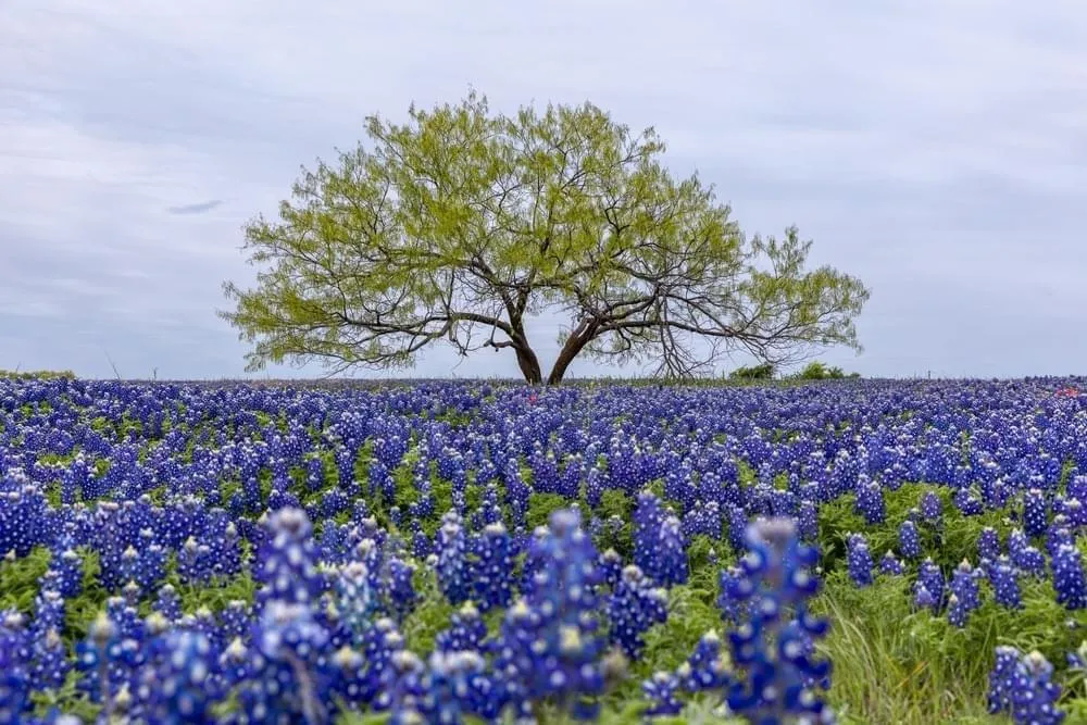 Lot 27 Winding Branch Lane Chappell Hill, TX 77426