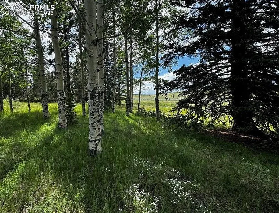 199 Joshua Road Divide, CO 80814