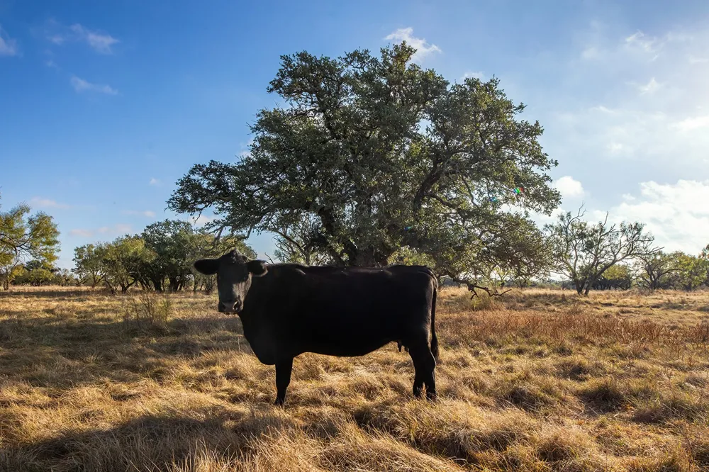 5550 S US Highway 87 Brady, TX 76825