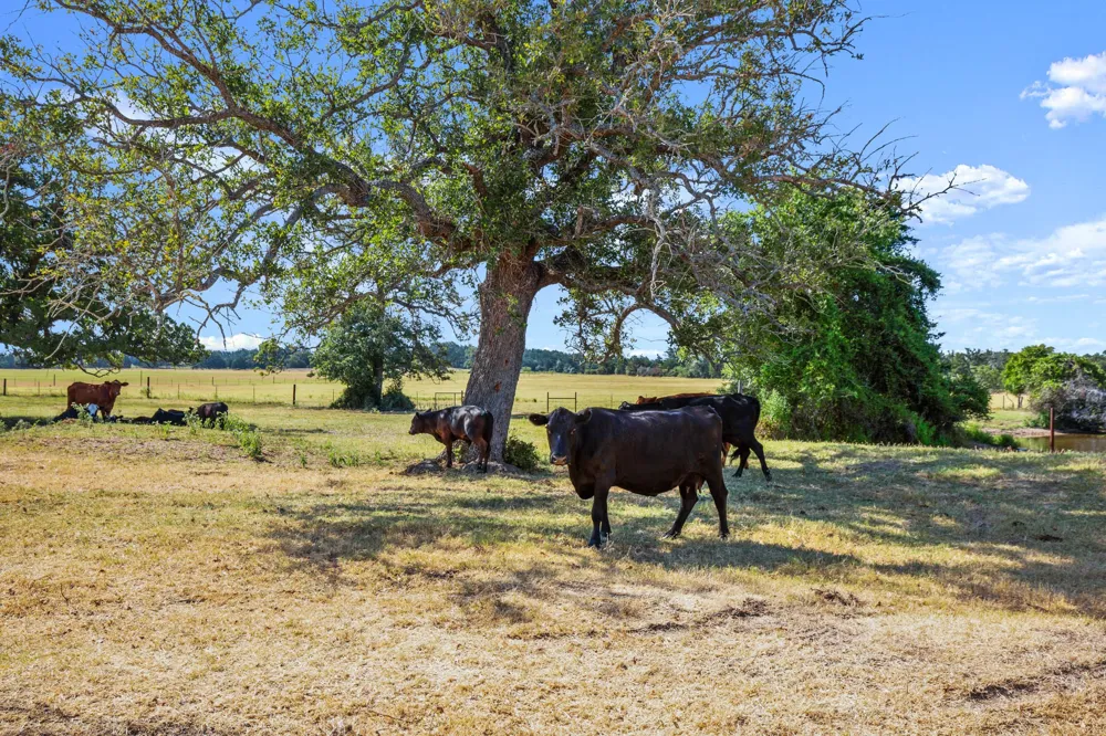1099 Private Road 1061 Paige, TX 78659