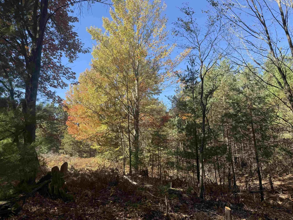 4273 Dickerson Road Manton City, MI 49663