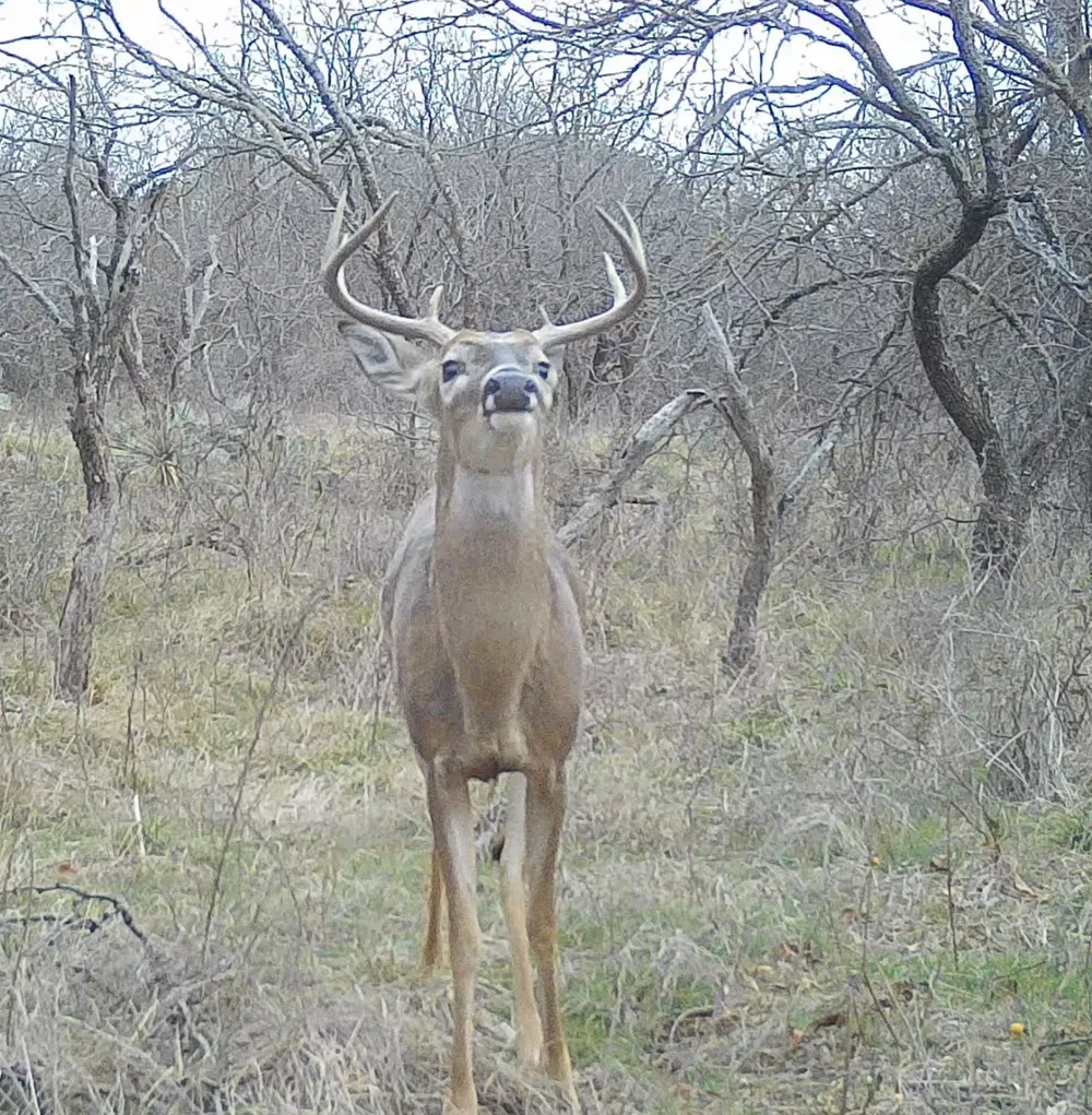 14725 Highway 183 May, TX 76857