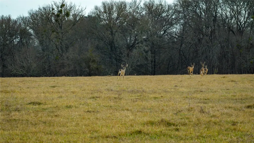 218 Brody Lane Bastrop, TX 78602