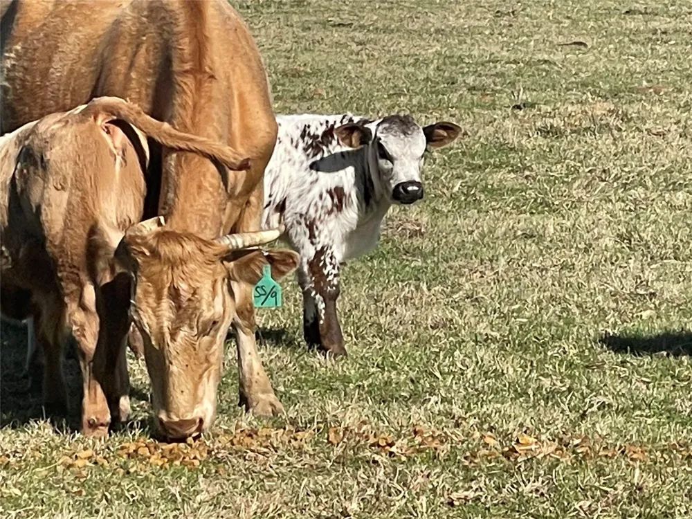Fm 1119 Centerville, TX 75833