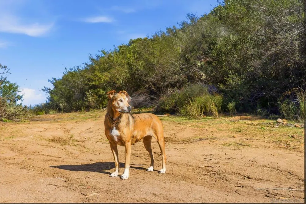 Mussey Grade Rd Ramona, CA 92065