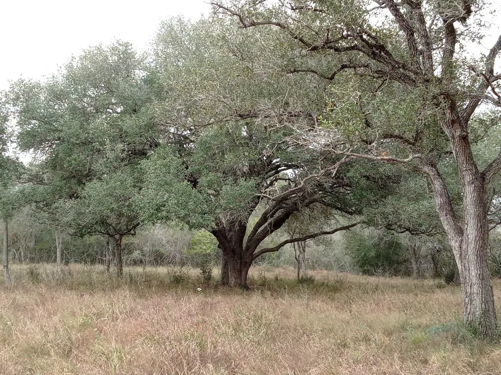 251 Lefty Lane Lane Goliad, TX 77963