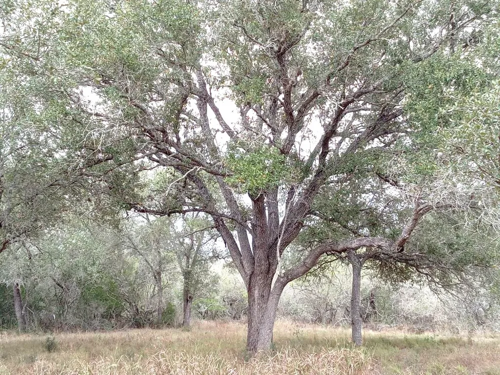 251 Lefty Lane Lane Goliad, TX 77963