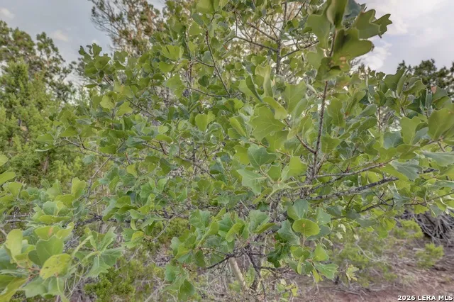 438 Yellowstone Lane Hunt, TX 78024
