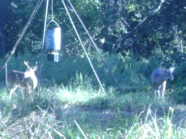 County Road 3543 Saltillo, TX 75457