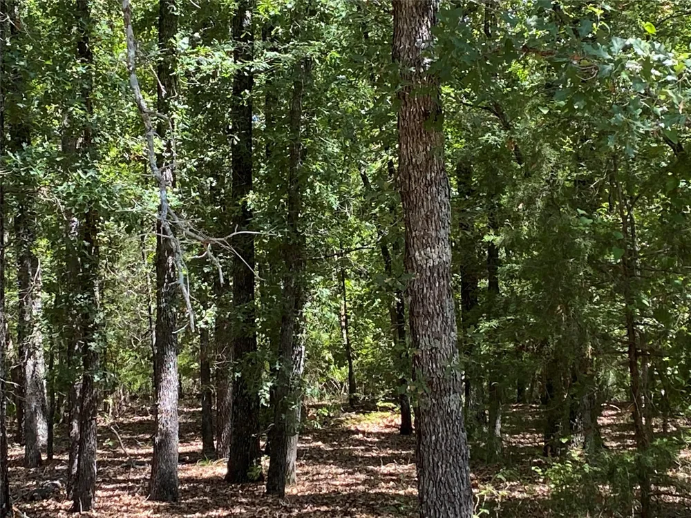 County Road 3543 Saltillo, TX 75457