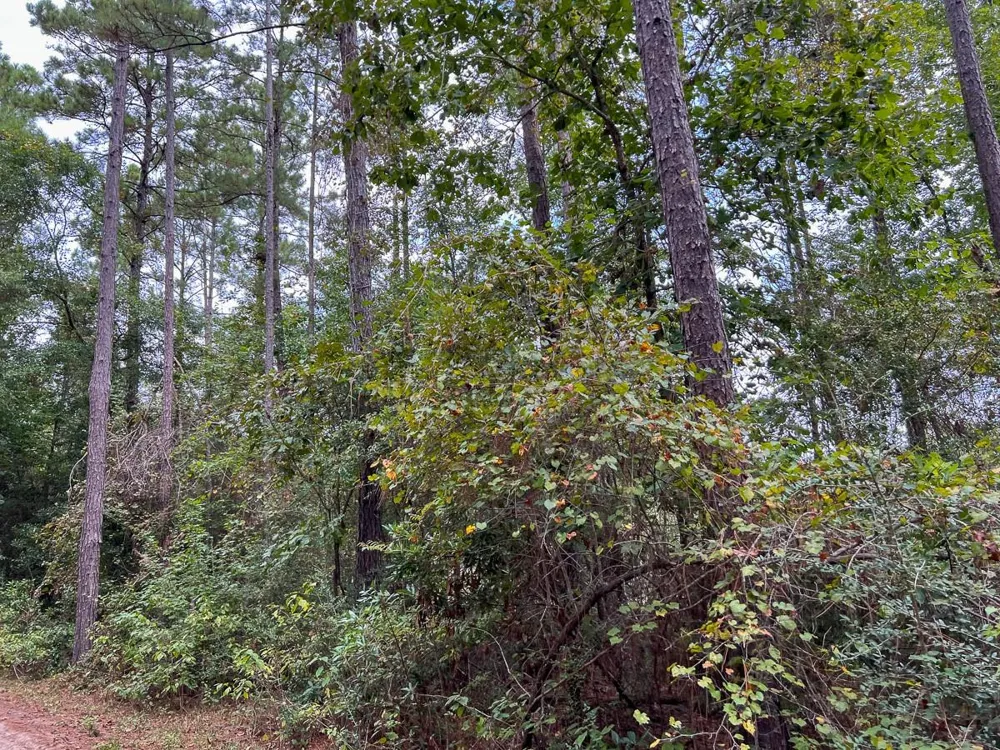 2 Fm 1416 Kirbyville, TX 75933