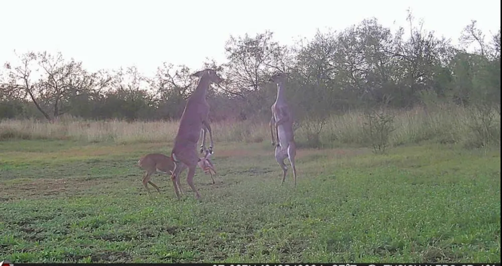375 W County Road 401 Road Premont, TX 78355