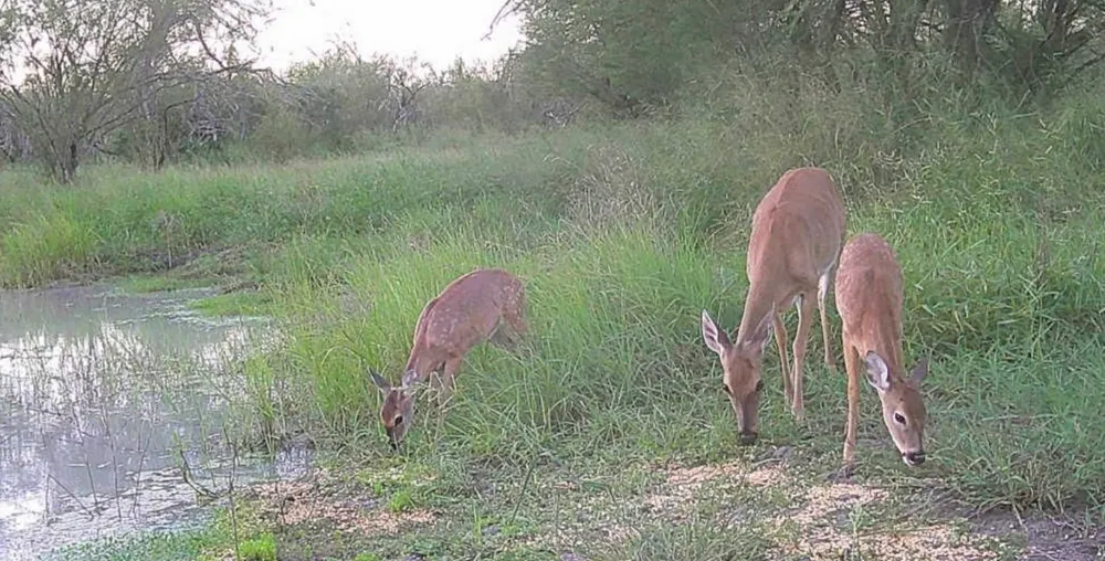 375 W County Road 401 Road Premont, TX 78355