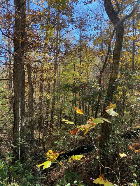 8B/9 Lowland Glade