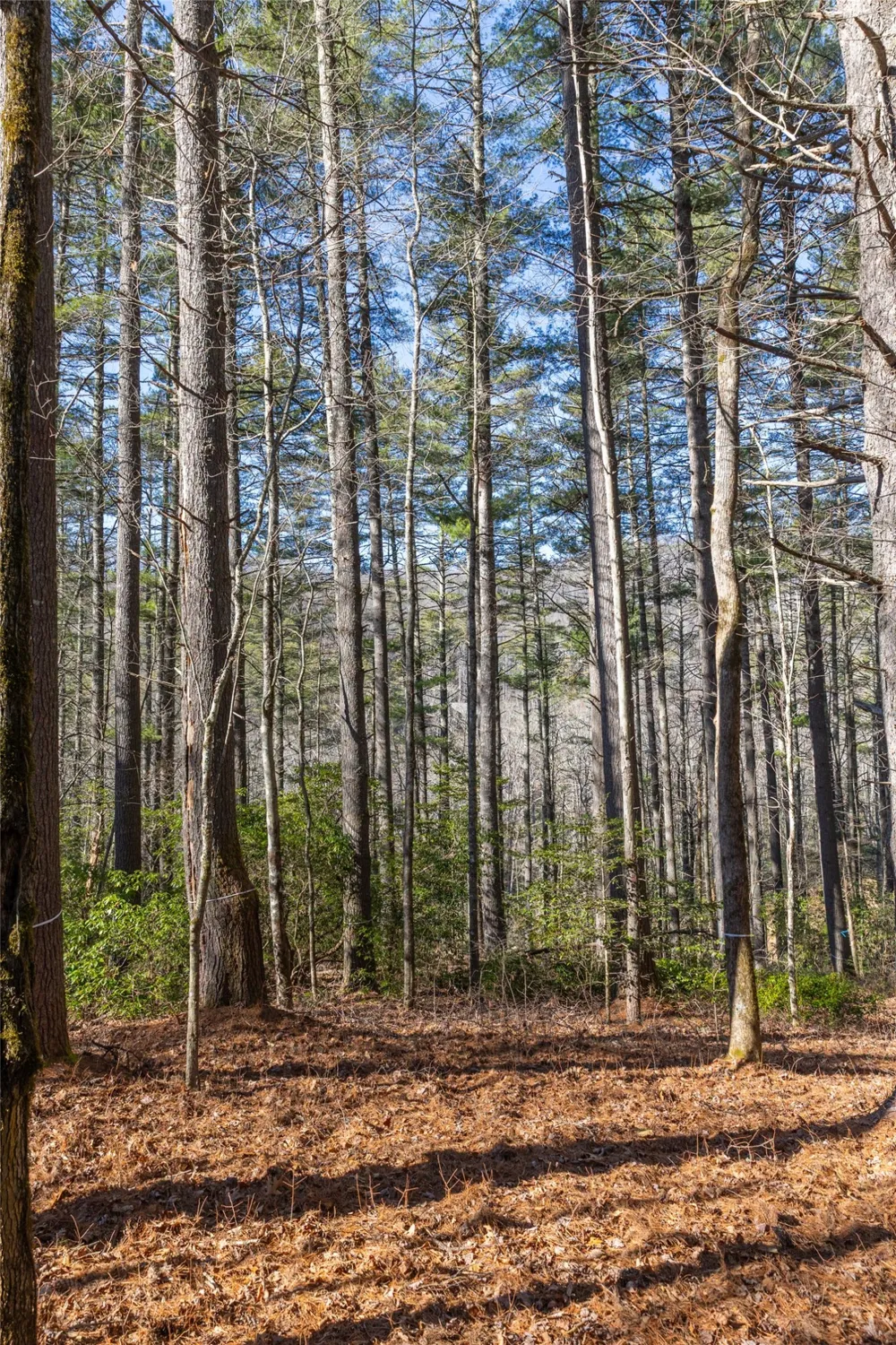172 Lonesome Valley Road Sapphire, NC 28774