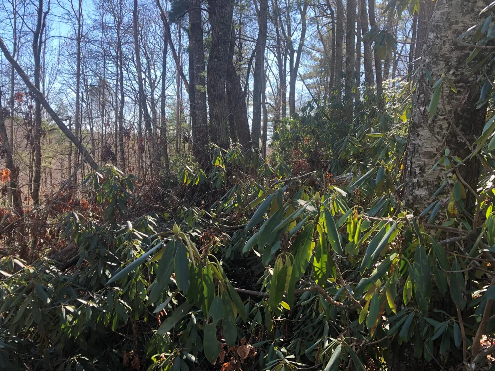 51 Cherokee Trace Cashiers, NC 28717
