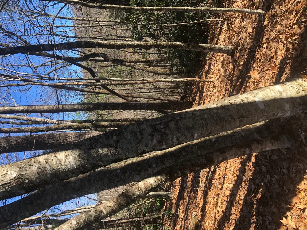 51 Cherokee Trace Cashiers, NC 28717
