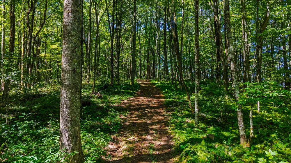 TBD Hwy 107 Glenville, NC 28736