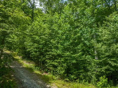 13-15 Tall Cedars