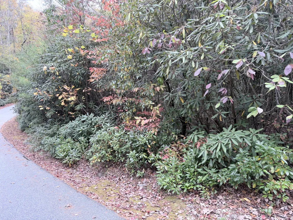 196 Wild Berry Sapphire, NC 28774