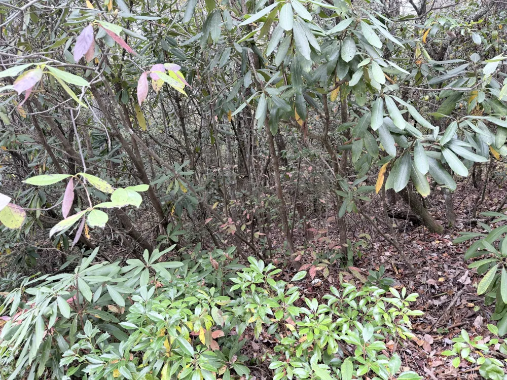 196 Wild Berry Sapphire, NC 28774