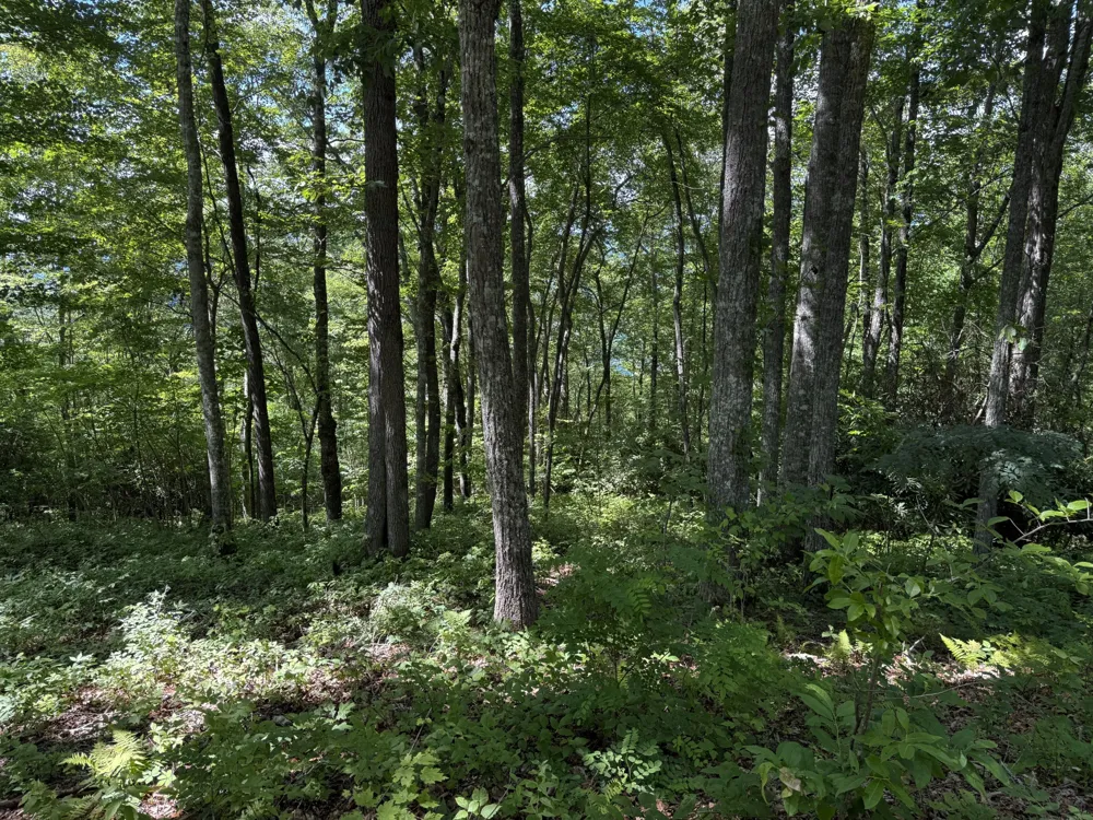 239 Cross Vine Drive Tuckasegee, NC 28783