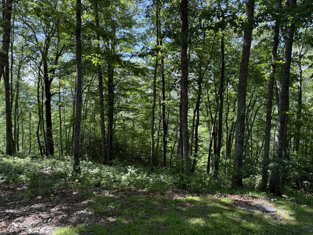 239 Cross Vine Drive Tuckasegee, NC 28783