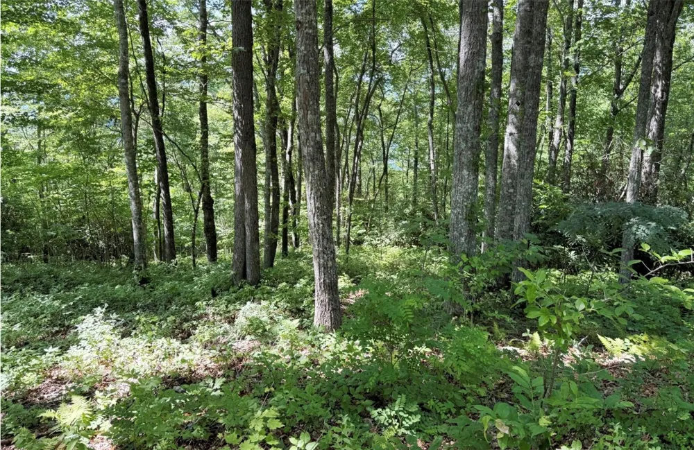 239 Cross Vine Drive