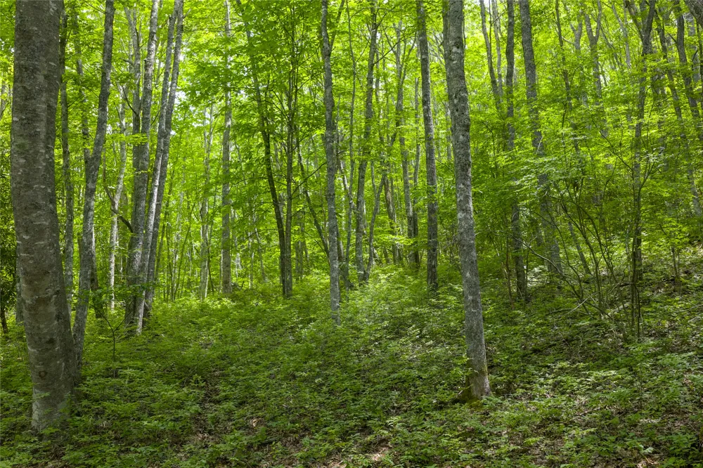 Lot E4 New Settler's Way Glenville, NC 28736